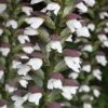 Acanthus Spinosus