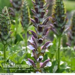 Flower Plants Shop -Flower Plants Shop ACAN V61154 A