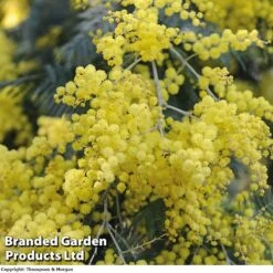 Flower Plants Shop -Flower Plants Shop ACASIADEAL 10001 A