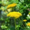 Achillea Filipendulina 'Cloth Of Gold' -Flower Plants Shop ACHI V65044 A h