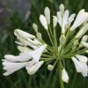 Agapanthus Africanus 'Albus' -Flower Plants Shop AGAP V59522 A h