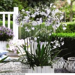 Agapanthus 'Twister' -Flower Plants Shop AGAP V63766 C