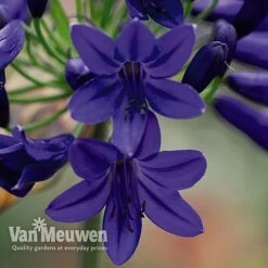 Agapanthus 'Flower Of Love' -Flower Plants Shop AGAP V72561 B