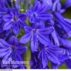 Agapanthus 'Flower Of Love' -Flower Plants Shop AGAP V72561 C