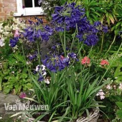 Agapanthus 'Flower Of Love' -Flower Plants Shop AGAP V72561 D