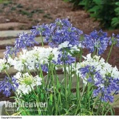 Agapanthus 'Ever Sapphire' -Flower Plants Shop AGAP VKA3940 B