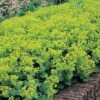 Alchemilla Mollis 'Thriller' -Flower Plants Shop ALCH V65062 A h