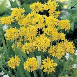 Bumper Spring Bulb Collection -Flower Plants Shop ALLI T11408 A h