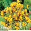 Alstroemeria 'Sweet Laura' -Flower Plants Shop ALST 61567 A