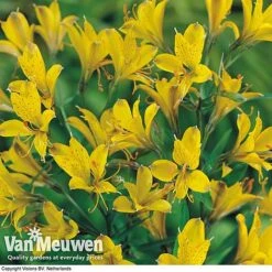 Alstroemeria 'Sweet Laura' -Flower Plants Shop ALST 61567 B