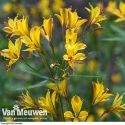 Alstroemeria 'Sweet Laura' -Flower Plants Shop ALST 61567 D