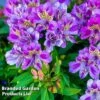 Alstroemeria 'Butterfly Hybrids' -Flower Plants Shop ALST BUTTERHYB L39296
