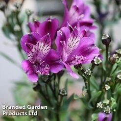 Alstroemeria 'Butterfly Hybrids' -Flower Plants Shop ALST BUTTERHYB L39298