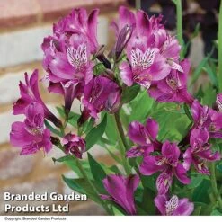 Alstroemeria 'Butterfly Hybrids' -Flower Plants Shop ALST BUTTERHYB T19298