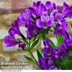 Alstroemeria 'Butterfly Hybrids' -Flower Plants Shop ALST BUTTERHYB T19299