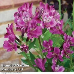 Alstroemeria 'Butterfly Hybrids' -Flower Plants Shop ALST BUTTERHYB T19348
