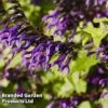 Salvia 'Amistad' -Flower Plants Shop AMISTAD 62257 A