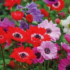 Bumper Spring Bulb Collection -Flower Plants Shop ANEM T56672 A h