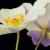 Anemone 'Wild Swan' -Flower Plants Shop ANEM V13504 A h