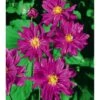 Anemone Hupehensis Var. Japonica 'Prinz Heinrich' -Flower Plants Shop ANEM V66351 A h
