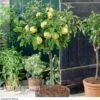 Apple 'Golden Delicious' (Mini Fruit Tree) -Flower Plants Shop APPL 16086V A1