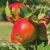 Apple 'Braeburn' 1 Apple 'Braeburn' -Flower Plants Shop APPL 60778 B