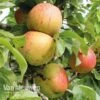 Apple Bramleys Seedling -Flower Plants Shop APPL VKA1745 A