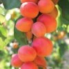 Apricot 'Flavorcot' -Flower Plants Shop APRI V15480 A h