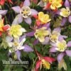 Aquilegia Caerulea 'Mrs Scott-Elliott' (Garden Ready) 2 Aquilegia Caerulea 'Mrs Scott-Elliott' (Garden Ready) -Flower Plants Shop AQUI V75660 A