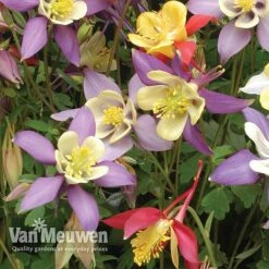 Aquilegia Caerulea 'Mrs Scott-Elliott' (Garden Ready) 7 Aquilegia Caerulea 'Mrs Scott-Elliott' (Garden Ready) -Flower Plants Shop AQUI V75660 B