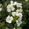 Arabis Caucasica 'Pixie Cream' -Flower Plants Shop ARAB V59538 A h