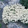 Arabis Caucasica 'Snowcap' -Flower Plants Shop ARAB V65104 A h
