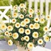 Argyranthemum 'Double Espresso Macchiato' -Flower Plants Shop ARGY V70508 A h