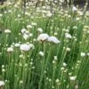 Armeria Maritima 'Alba' -Flower Plants Shop ARME V59540 A h