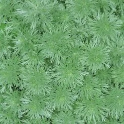 Artemisia Arborescens 'Powis Castle' -Flower Plants Shop ARTE V59542 A h