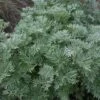 Artemisia Arborescens 'Powis Castle' -Flower Plants Shop ARTE V59542 B h