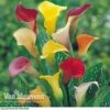 Calla Lily 'Spectrum Mix' 1 Calla Lily 'Spectrum Mix' -Flower Plants Shop ARUM V48756P A