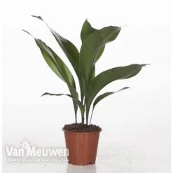 Aspidistra Elatior (House Plant) -Flower Plants Shop ASPI VKA2850 A