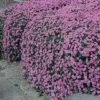Aubrieta Cultorum 'Cascade Purple' -Flower Plants Shop AUBR V65120 A h