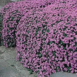 Aubrieta Cultorum 'Cascade Purple'