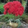 Azalea (Standard) 1 Azalea (Standard) -Flower Plants Shop AZAL 62520V A h