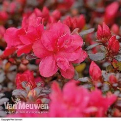 Azalea 'Dwarf Collection' 10 Azalea 'Dwarf Collection' -Flower Plants Shop AZAL V53136 B