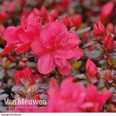 Azalea 'Dwarf Collection' 5 Azalea 'Dwarf Collection' - Image 3