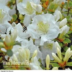 Azalea 'Dwarf Collection' 11 Azalea 'Dwarf Collection' -Flower Plants Shop AZAL V53136 C
