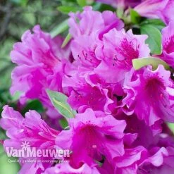 Azalea 'Dwarf Collection' 12 Azalea 'Dwarf Collection' -Flower Plants Shop AZAL V53136 D