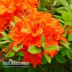 Azalea 'Dwarf Collection' 13 Azalea 'Dwarf Collection' -Flower Plants Shop AZAL V53136 E