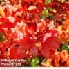 Azalea 'Dwarf Orange' -Flower Plants Shop AZAL DWARFORAN