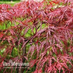 Acer Palmatum Var. Dissectum 'Rubrum' -Flower Plants Shop Acer dissectum rubrum
