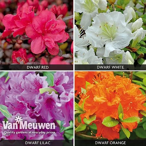 Azalea 'Dwarf Collection' 3 Azalea 'Dwarf Collection'