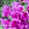 Azalea 'Dwarf Lilac' 2 Azalea 'Dwarf Lilac' -Flower Plants Shop Azalea Dwarf Lilac